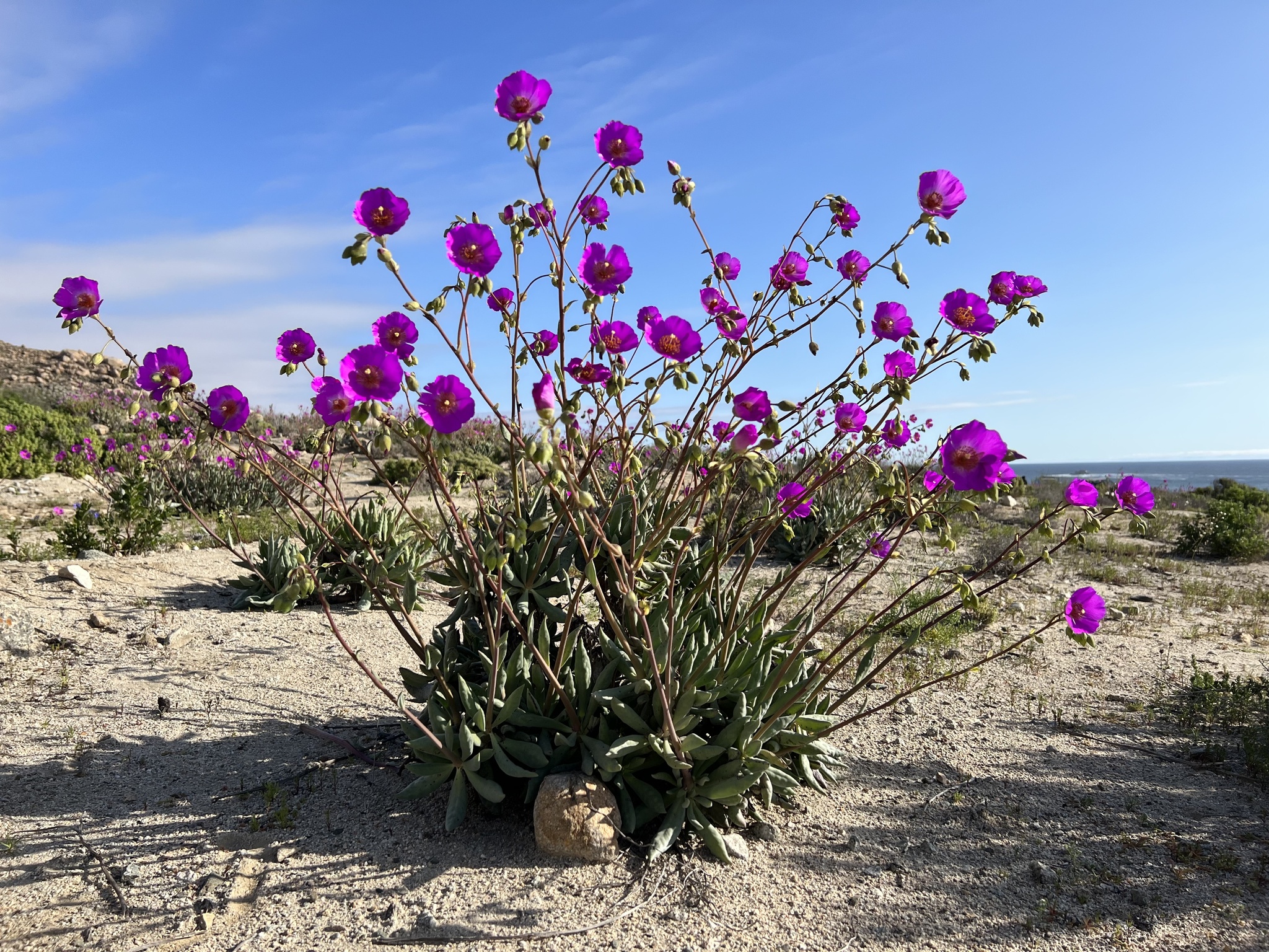Cistanthe
