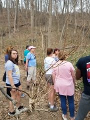 Podosphaera phytoptophila