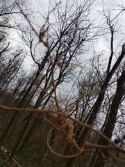 Podosphaera phytoptophila