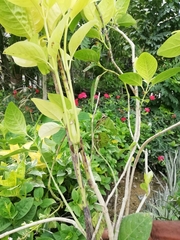 Pseuderanthemum carruthersii