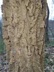 Podosphaera phytoptophila