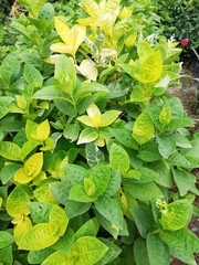 Pseuderanthemum carruthersii