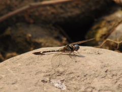 Macrothemis pseudimitans