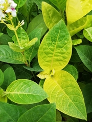 Pseuderanthemum carruthersii