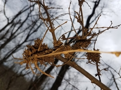 Podosphaera phytoptophila