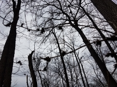 Podosphaera phytoptophila