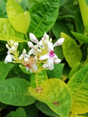 Pseuderanthemum carruthersii