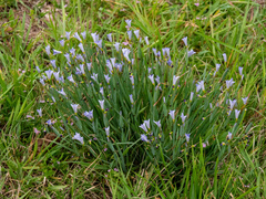 Sisyrinchium pruinosum