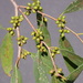 Eucalyptus rodwayi - Photo (c) Dean Nicolle, some rights reserved (CC BY-NC), uploaded by Dean Nicolle