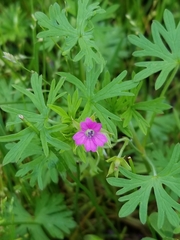 Geranium