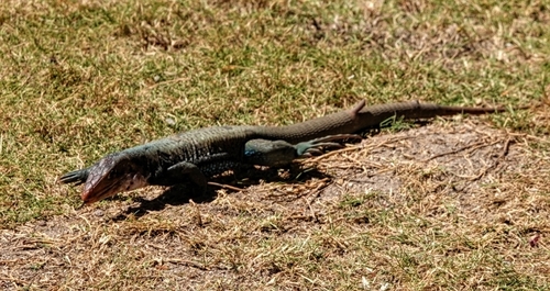 Red-faced Groundlizard, Pholidoscelis erythrocephalus