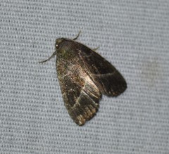 Ogdoconta altura