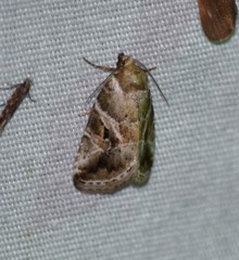 Diastema cnossia