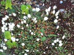 Gentianella saxosa