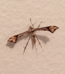 Platyptilia