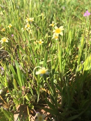 Microseris douglasii
