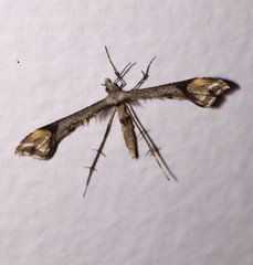 Platyptilia