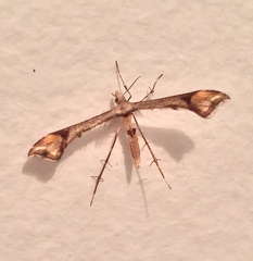 Platyptilia