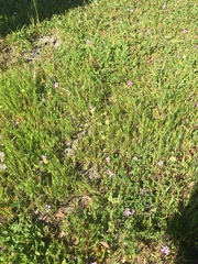 Microseris douglasii