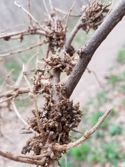 Podosphaera phytoptophila