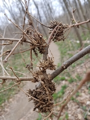 Podosphaera phytoptophila