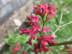 Centranthus ruber