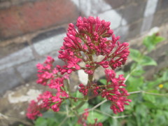 Centranthus ruber