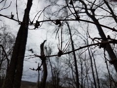 Podosphaera phytoptophila