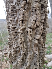 Podosphaera phytoptophila