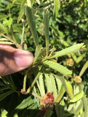 Calliandra tweediei, photograph JuanCMuniz, CC BY, iNaturalist via GBIF