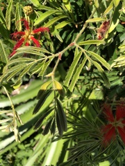 Calliandra tweediei, photograph JuanCMuniz, CC BY, iNaturalist via GBIF