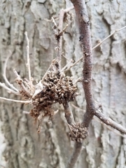 Podosphaera phytoptophila