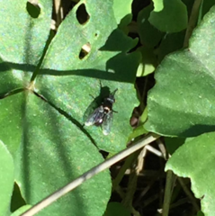 Diptera