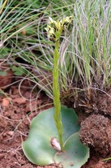 Habenaria lithophila