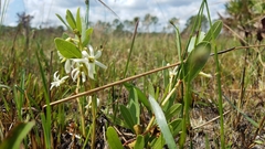 Deeringothamnus pulchellus