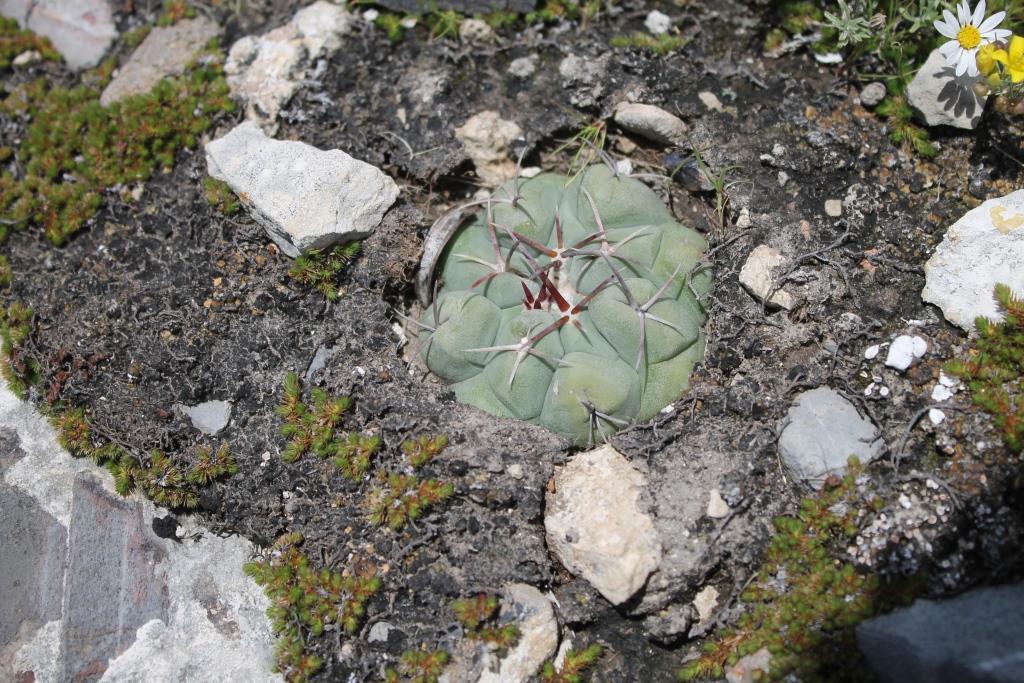 Thelocactus hexaedrophorus ssp. hexaedrophorus