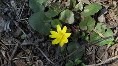 Ficaria verna