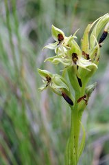 Habenaria lithophila