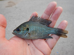 Lepomis miniatus