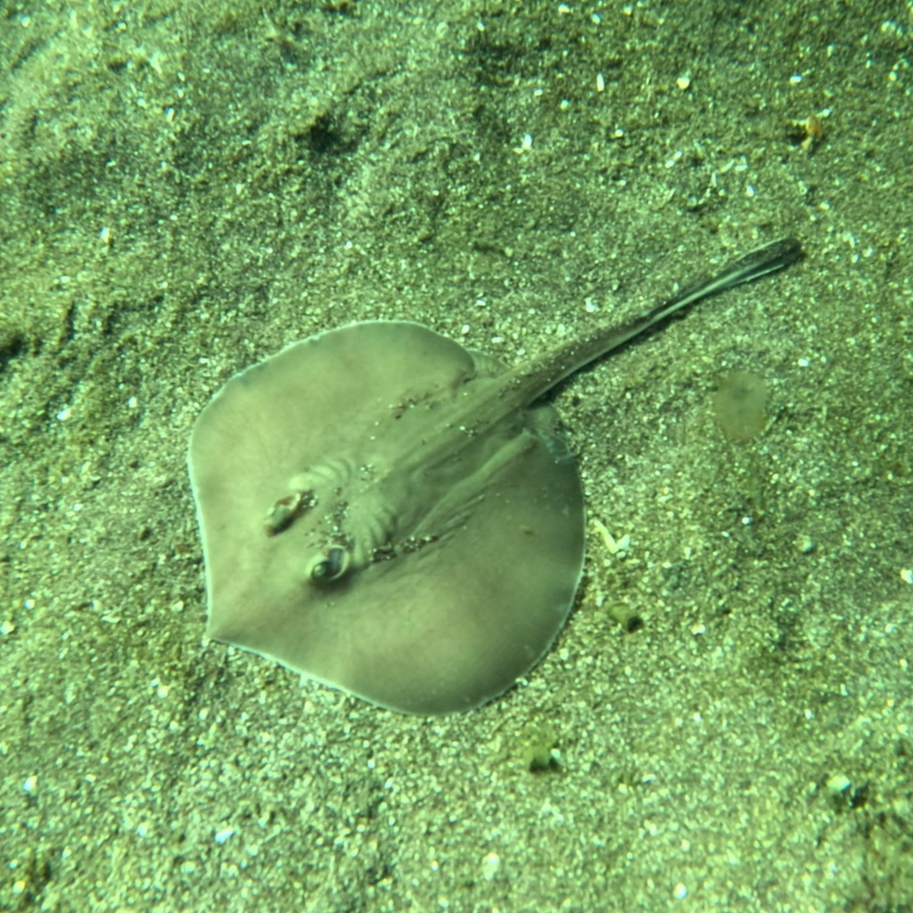 Panamic stingray (Urotrygon aspidura) — Urotrygonidae