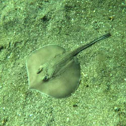 Panamic stingray (Urotrygon aspidura) — Urotrygonidae
