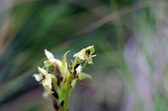 Habenaria lithophila