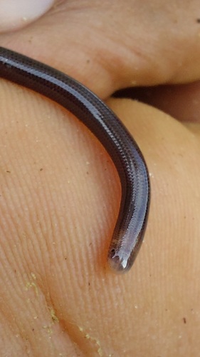 Cope's Blind Snake