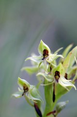 Habenaria lithophila