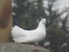 Columba livia domestica