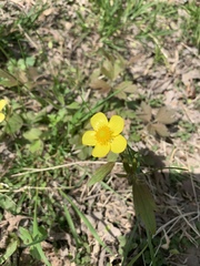 Ranunculus hispidus hispidus