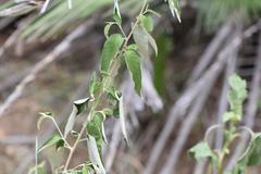 Croton menyharthii