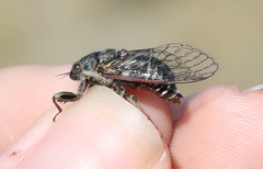 Maoricicada campbelli