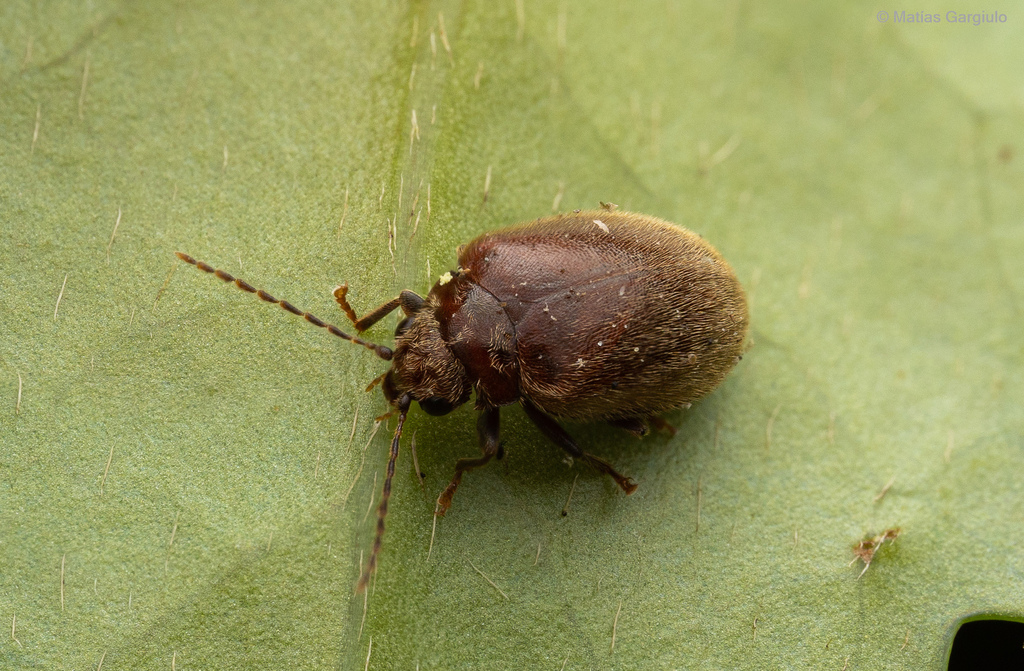 Mucronotus