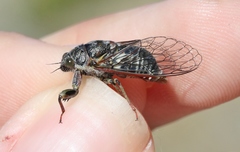 Maoricicada campbelli